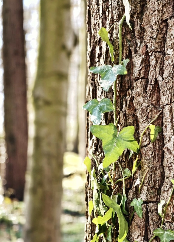 Profilbild von Horst Domning